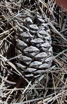 Pinus arizonica var. cooperi (C. E. Blanco) Farjon resmi