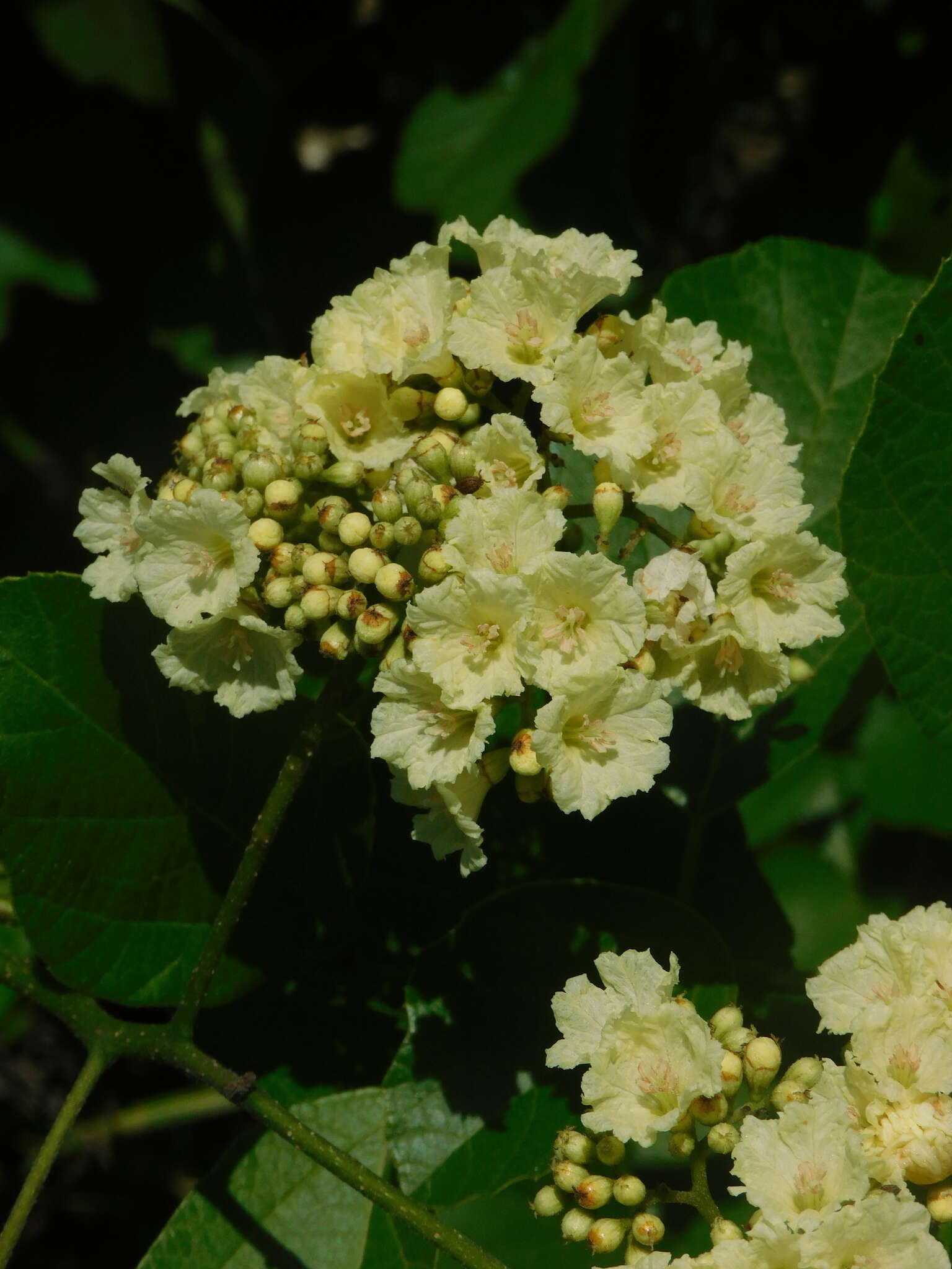 Image of Cordia dentata Poir.