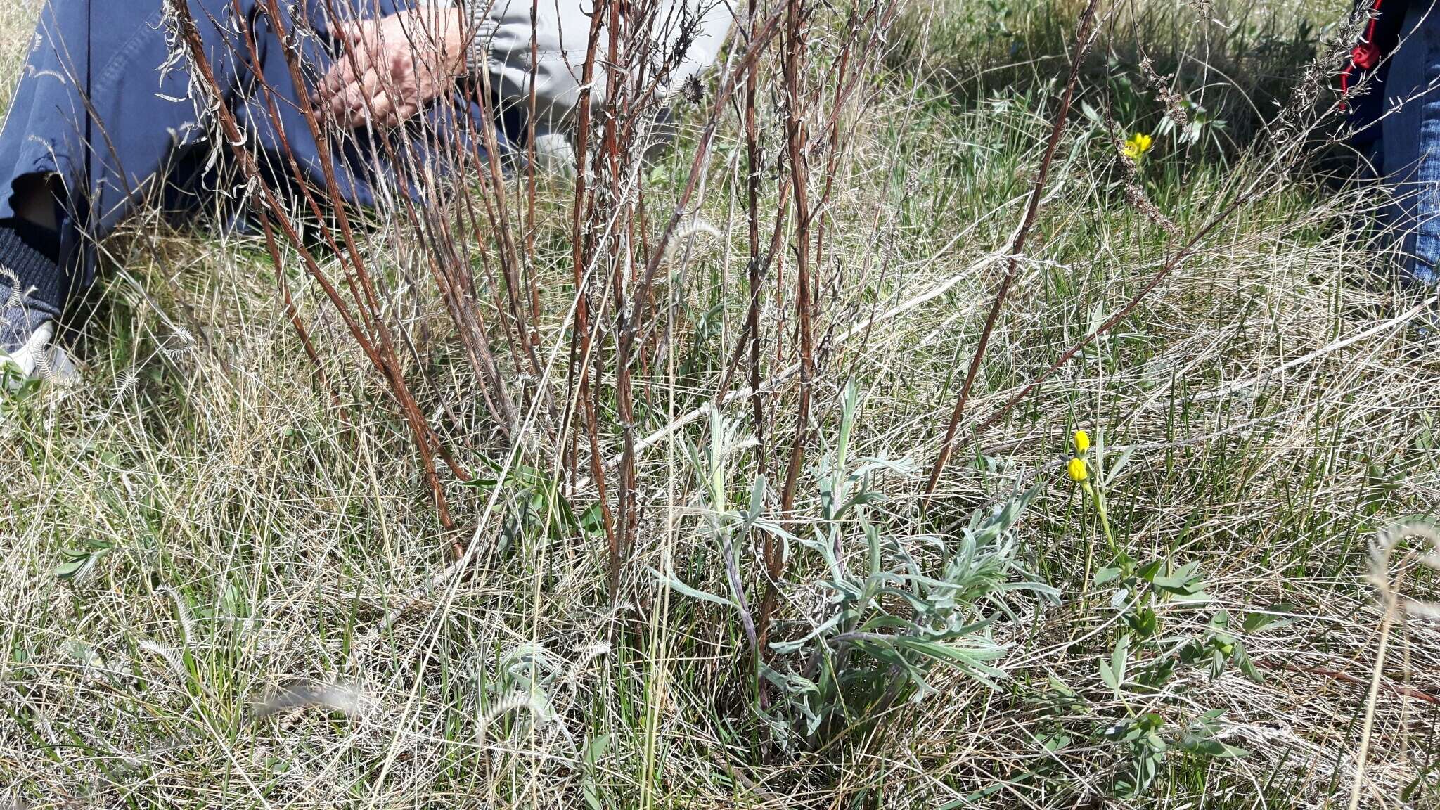 Image of longleaf wormwood