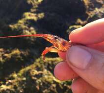 Image of red rock shrimp