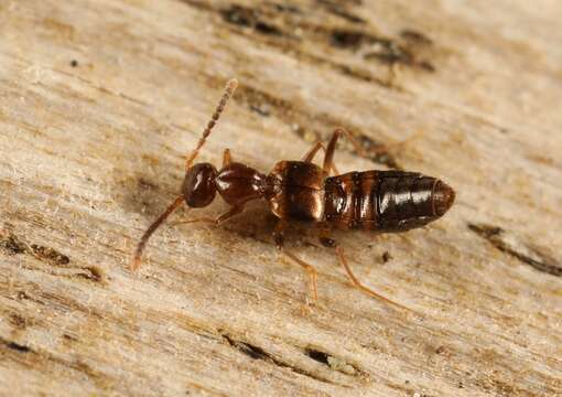 Image of Rove beetle