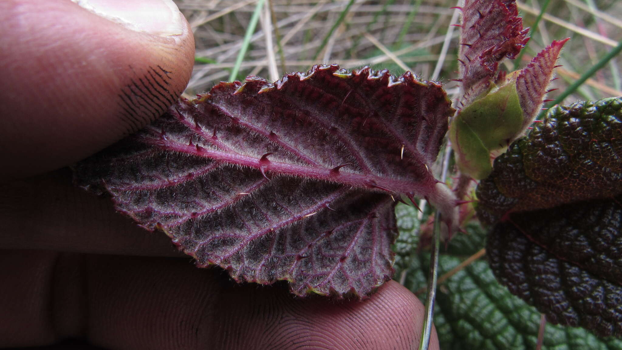 Image of Rubus acanthophyllos Focke