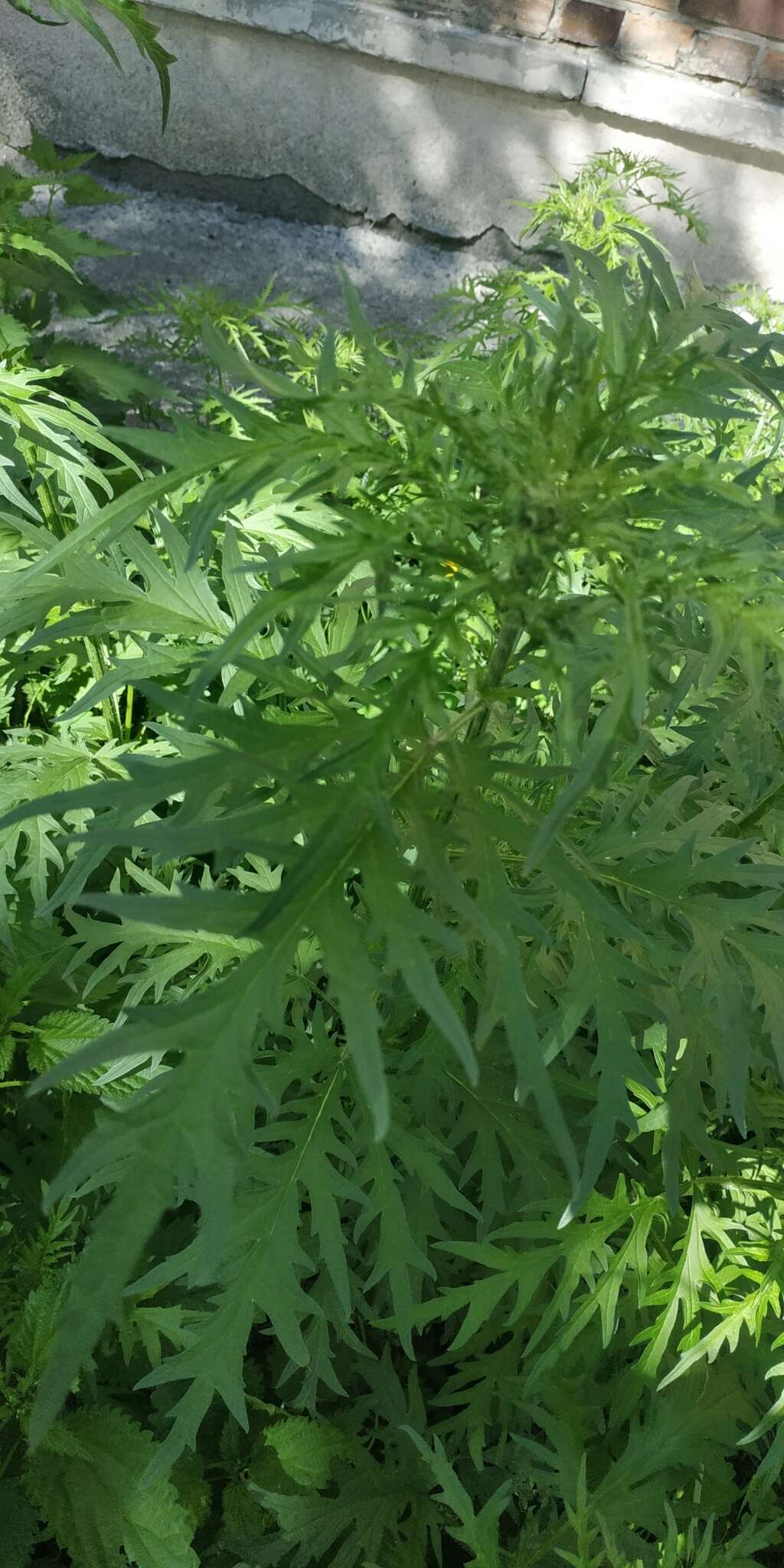 Image of Urtica cannabina L.