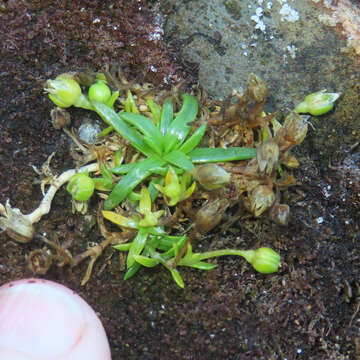 Image of stickystem pearlwort