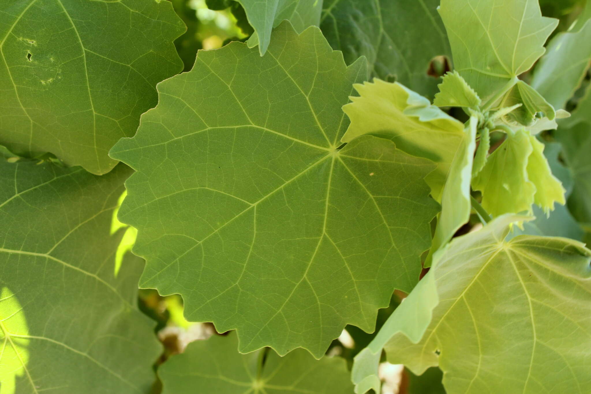 Image of Abutilon pycnodon Hochr.