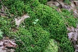 Image of greater whipwort