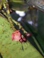 Image of Garcinia amplexicaulis Vieill. ex Pierre