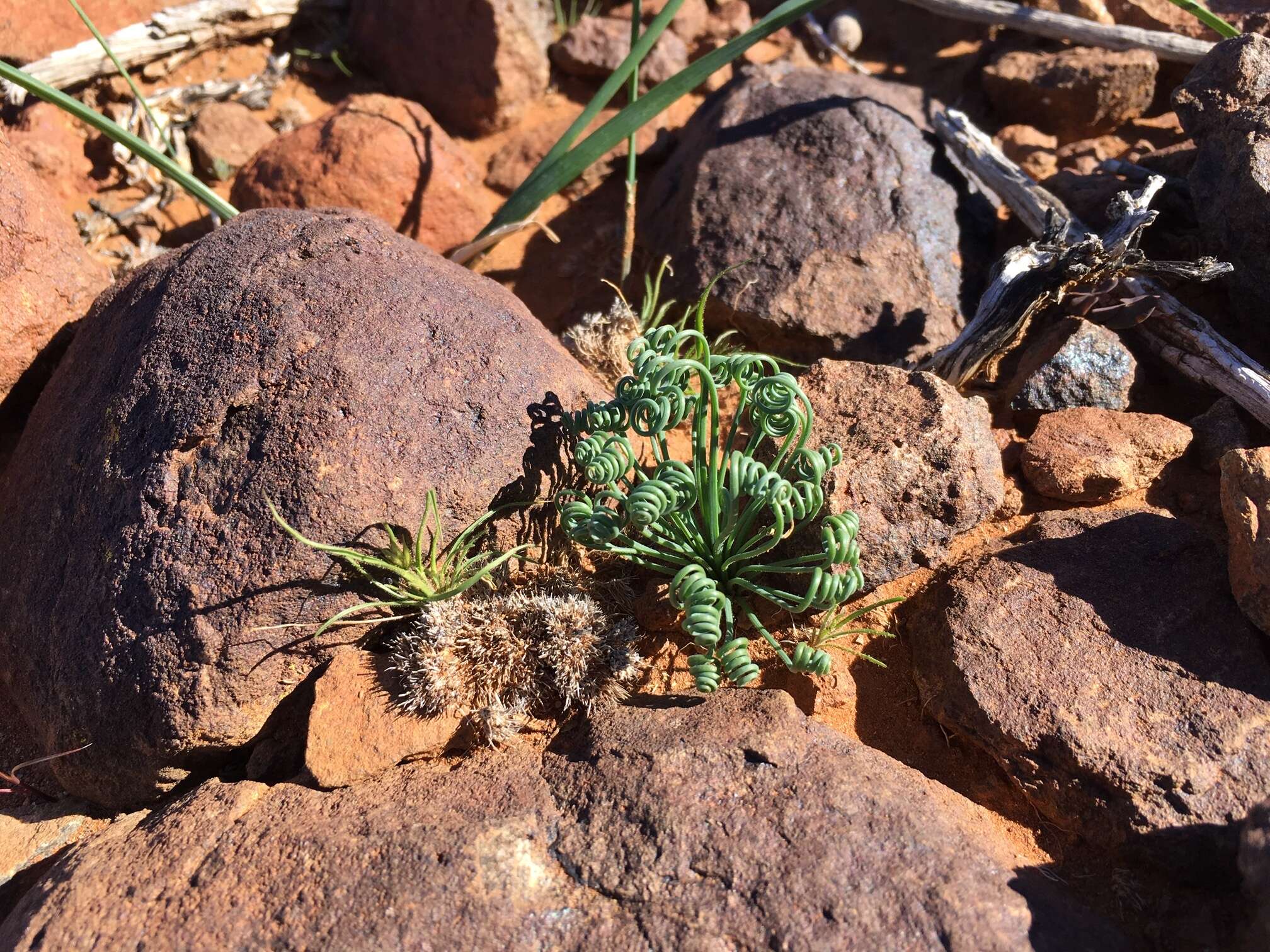 Imagem de Albuca namaquensis Baker