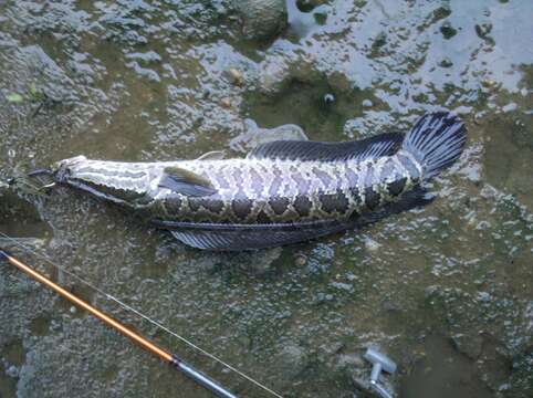 Image of Northern snakehead