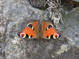 Image of Aglais io geisha (Stichel 1908)