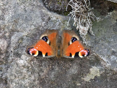 Imagem de Aglais io geisha (Stichel 1908)