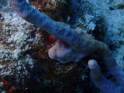 Image of Row Pore Rope Sponge