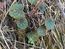 Image de Heuchera glomerulata C. O. Rosend. Butters & Lakela