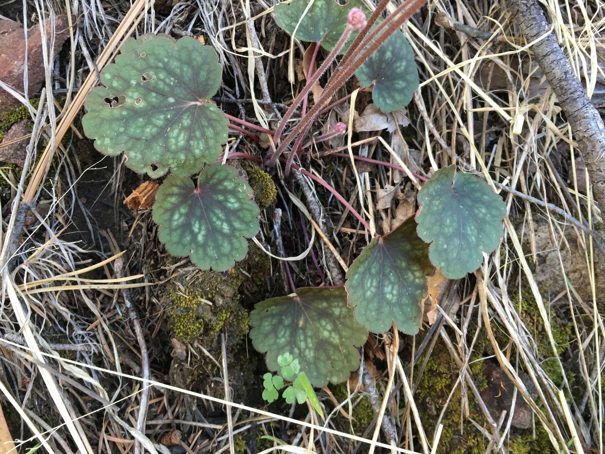 Image de Heuchera glomerulata C. O. Rosend. Butters & Lakela