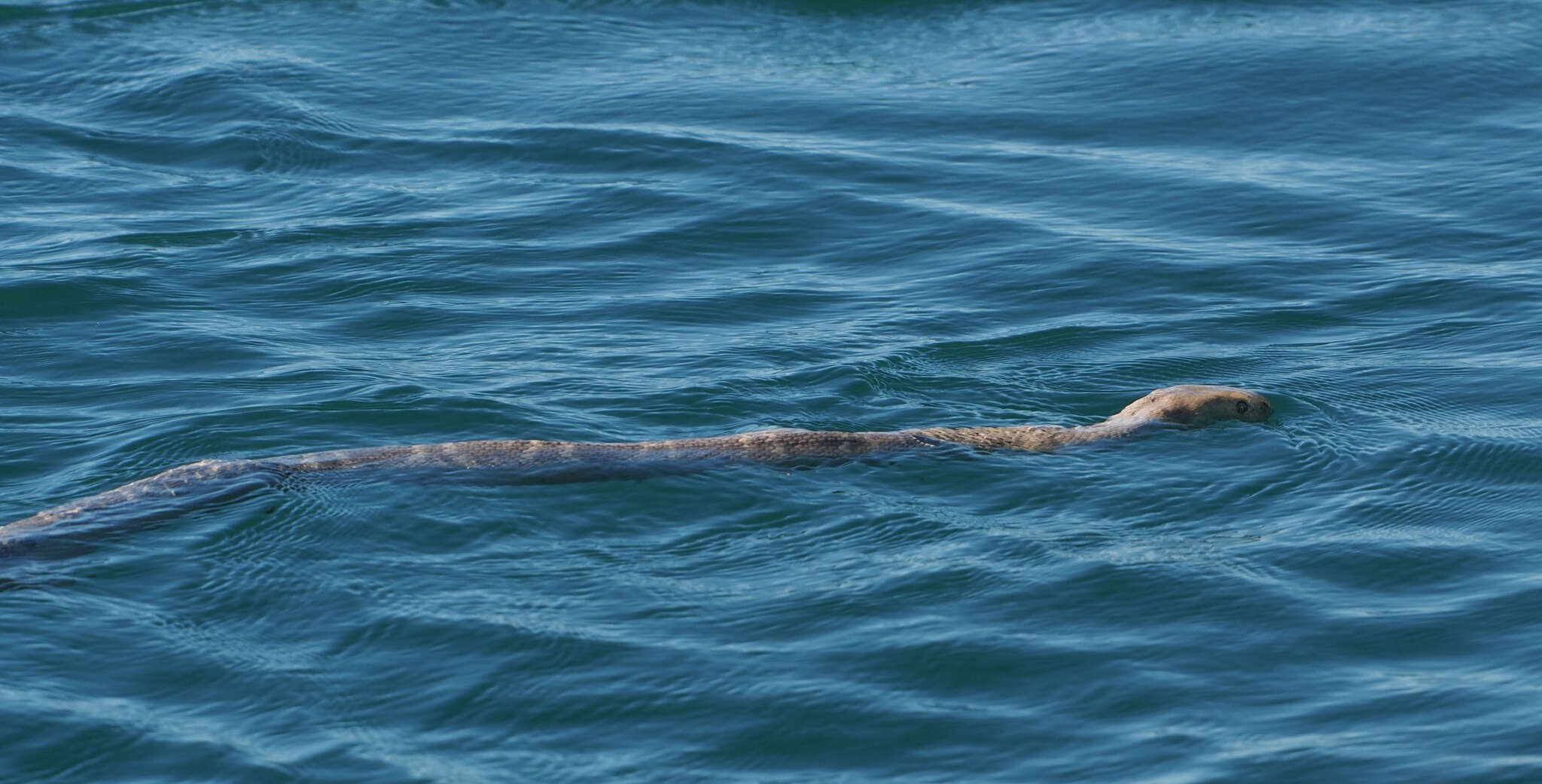 Image of Stoke’s seasnake