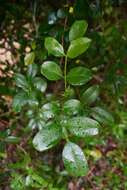 Image of Zanthoxylum delagoense Waterman