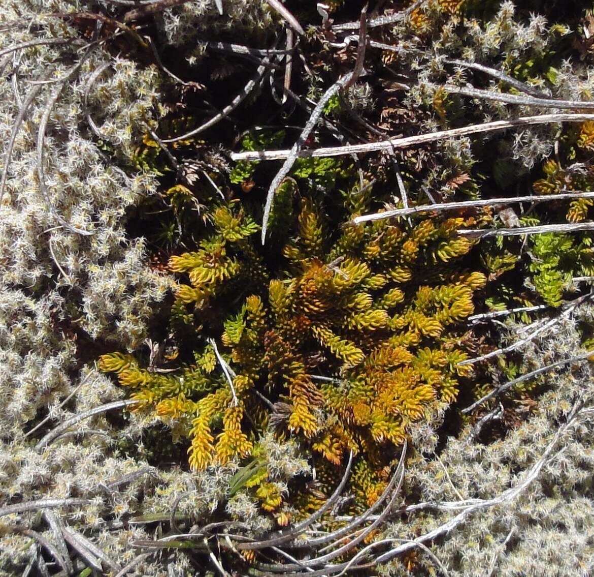 Imagem de Austrolycopodium fastigiatum (R. Br.) Holub