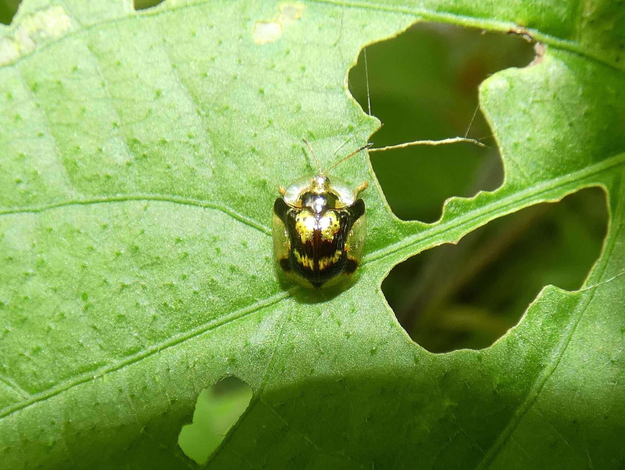 Deloyala insubida (Boheman 1855)的圖片