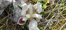 Image of Iris pumila subsp. attica (Boiss. & Heldr.) K. Richt.