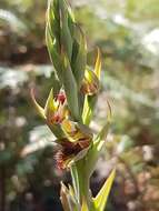 Imagem de Calochilus campestris R. Br.