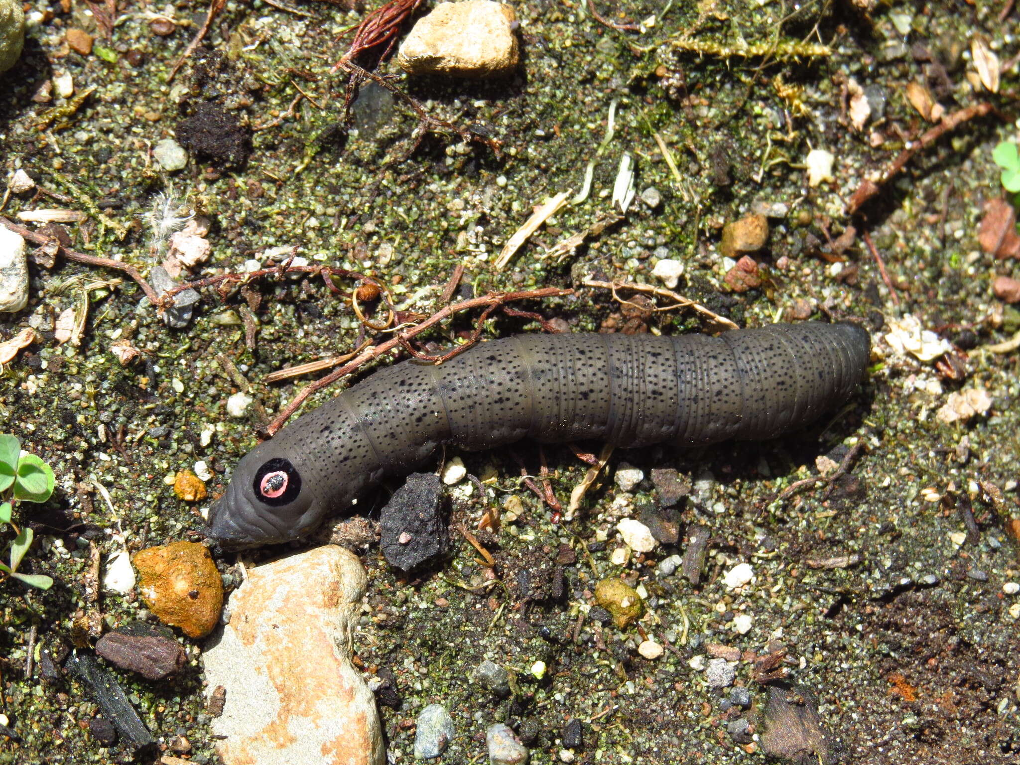 Image de Proserpinus flavofasciata (Walker 1856)