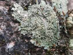 Image of cup lichen