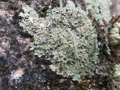 Image of cup lichen