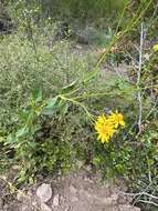 Image of bigleaf crownbeard