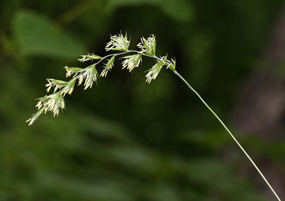 Imagem de Elymus coreanus Honda