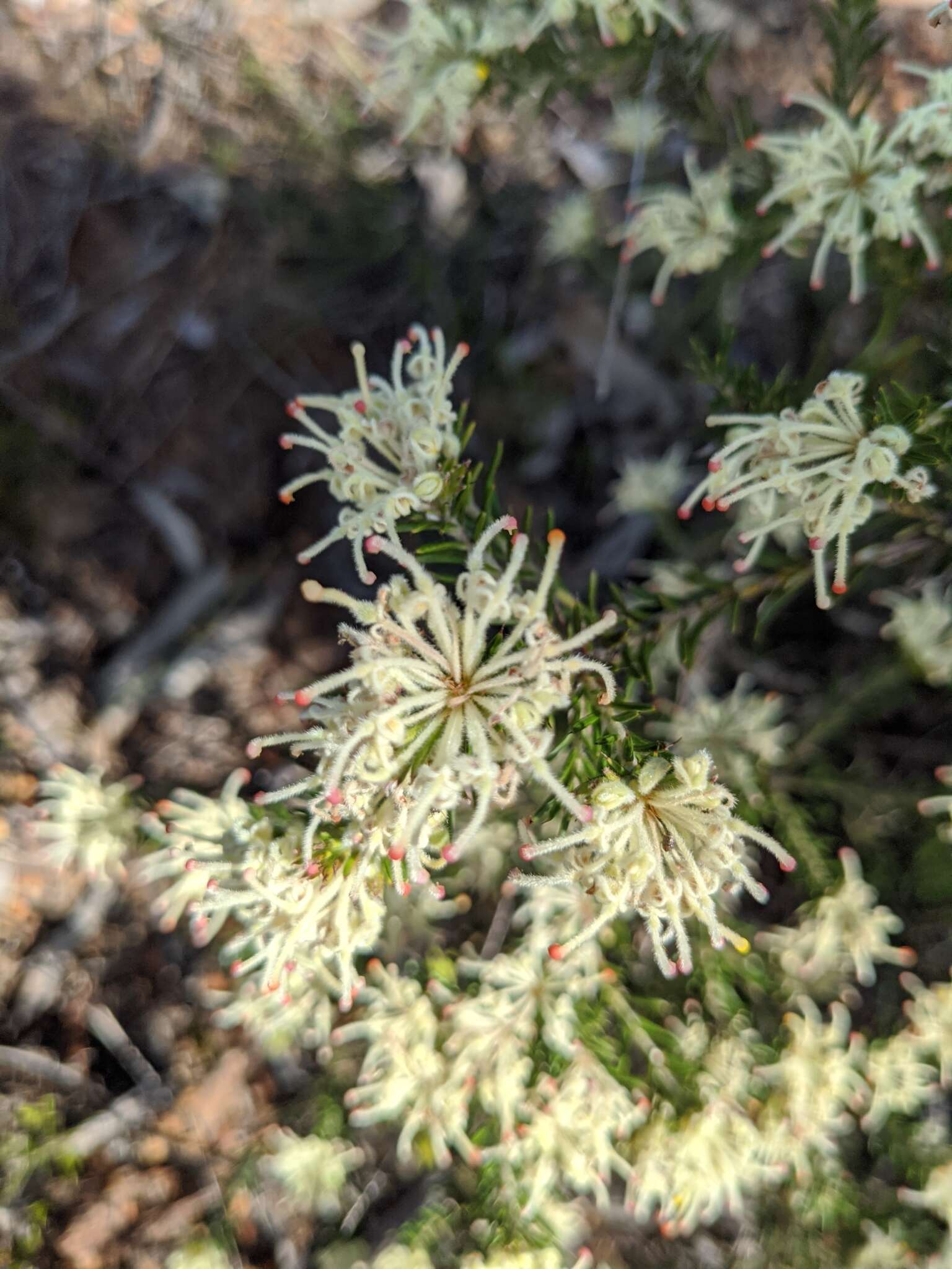 Image of Grevillea pilulifera (Lindl.) Druce