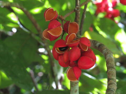 Image of Connarus conchocarpus F. Müll.