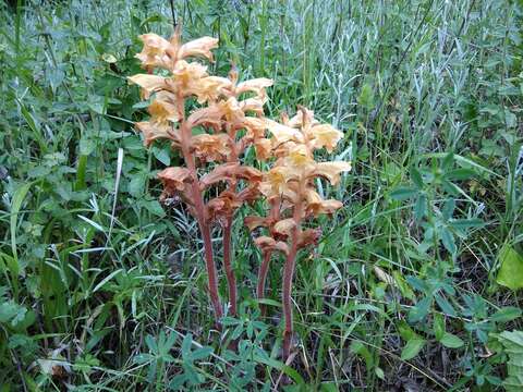 Imagem de Orobanche lutea Baumg.