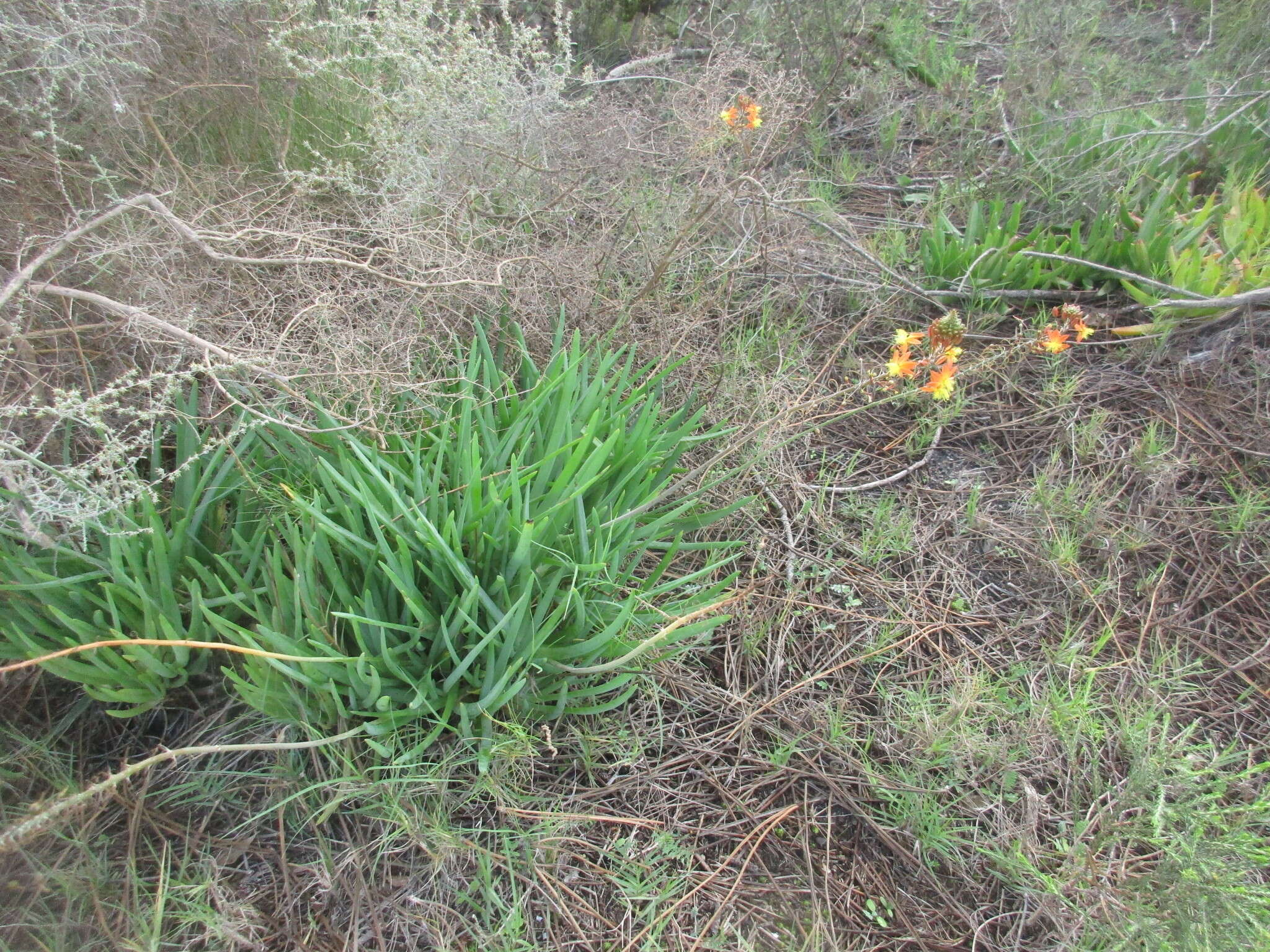 Image of Bulbine frutescens (L.) Willd.