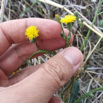 Imagem de Pilosella abscissa (Less.) F. W. Schultz & Sch. Bip.