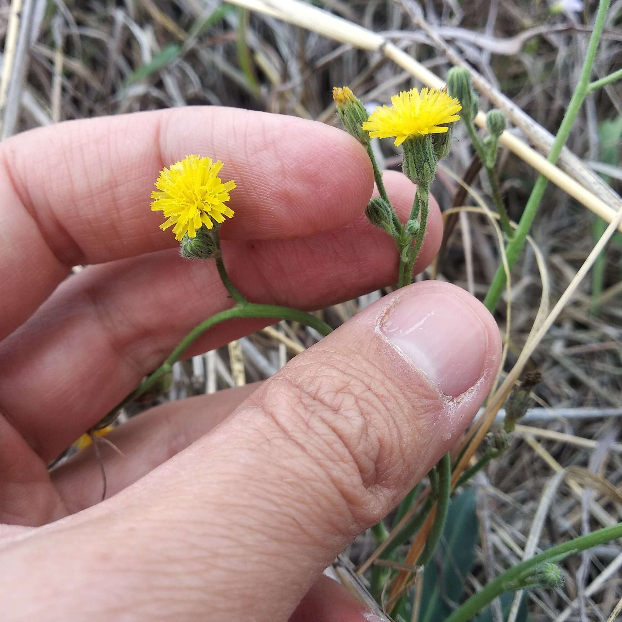 Image of Rusby's hawkweed