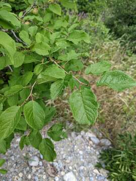 Plancia ëd Prunus brigantina Vill.