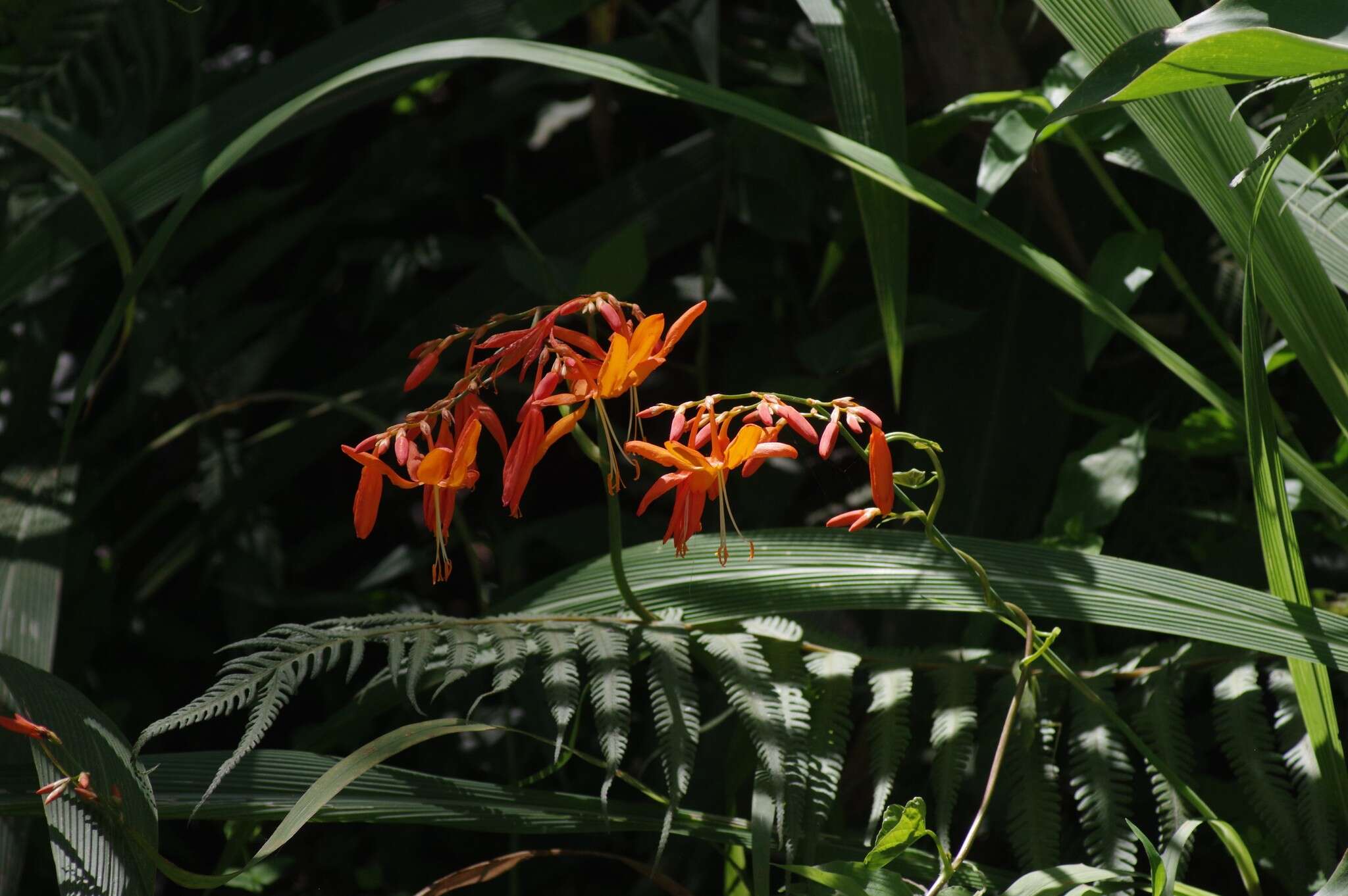 Imagem de Crocosmia aurea (Pappe ex Hook.) Planch.