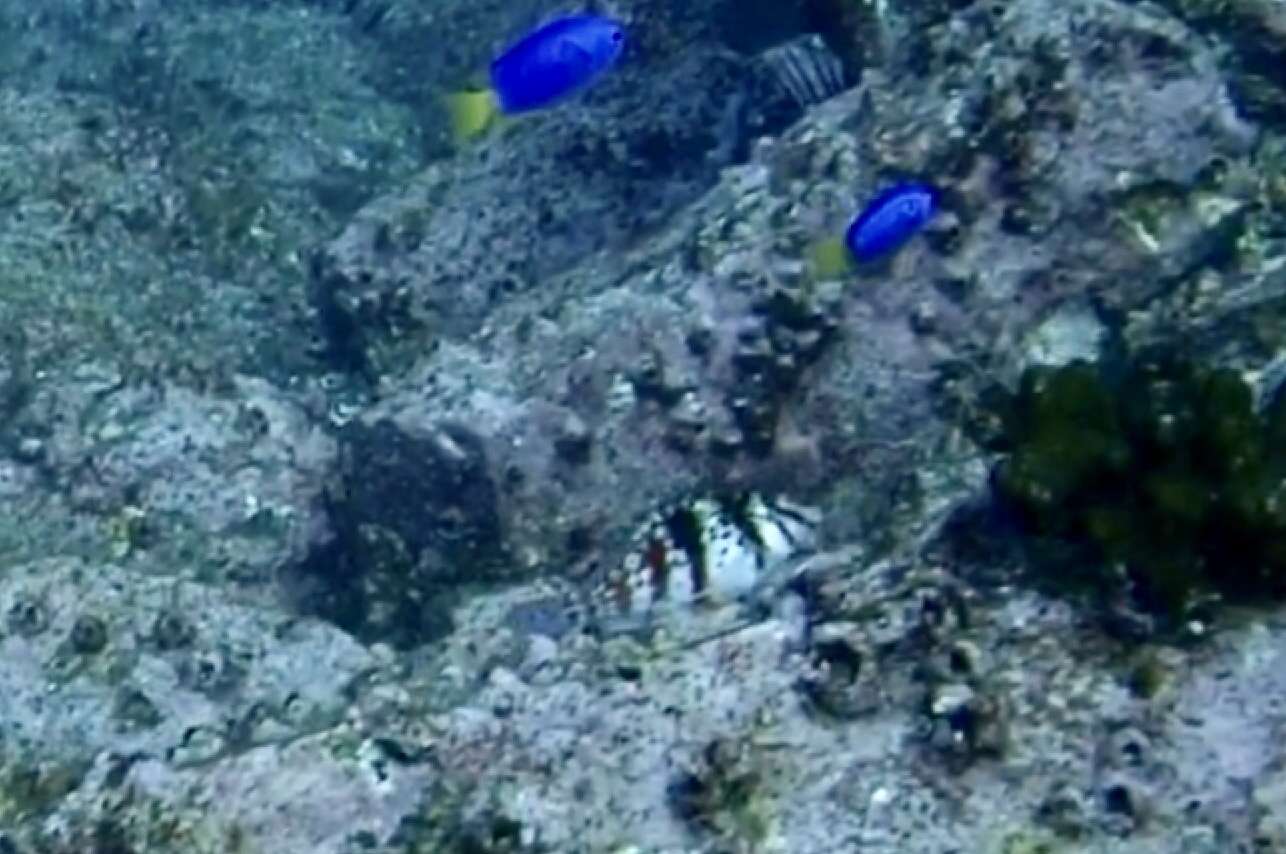 Image of Coral Hawkfish