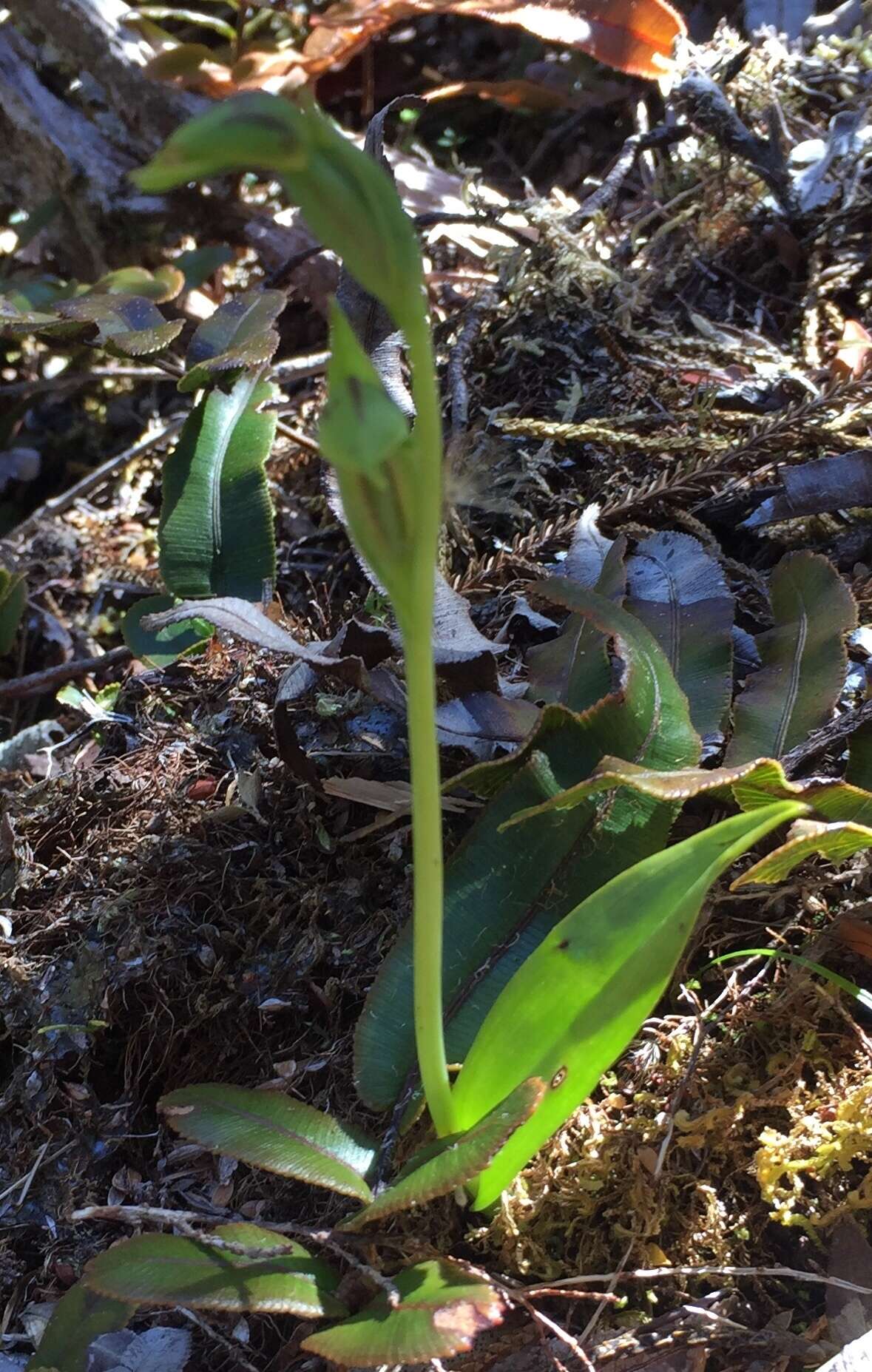 Image of Waireia stenopetala (Hook. fil.) D. L. Jones, M. A. Clem. & Molloy