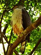 Image of Bicolored Hawk