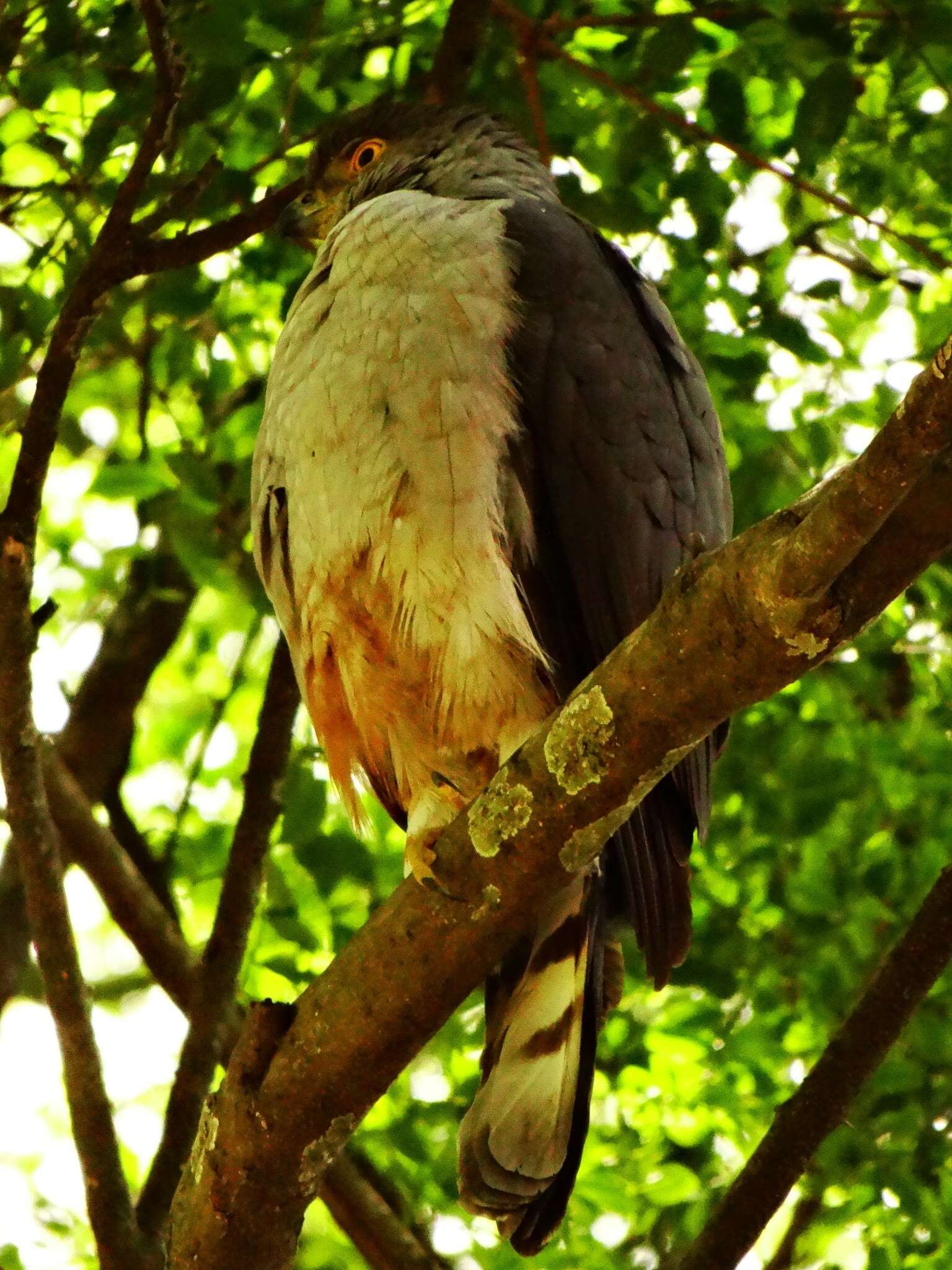 Image of Bicolored Hawk