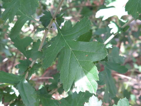 Image of Common Hawthorn