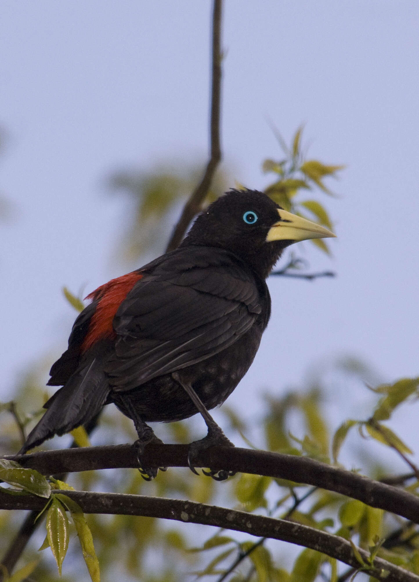 Image of Red-rumped Cacique