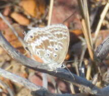 Image of Lepidochrysops asteris (Godart (1824))