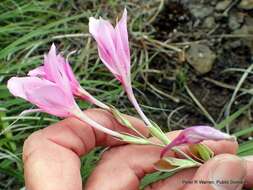 Imagem de Gladiolus microcarpus G. J. Lewis