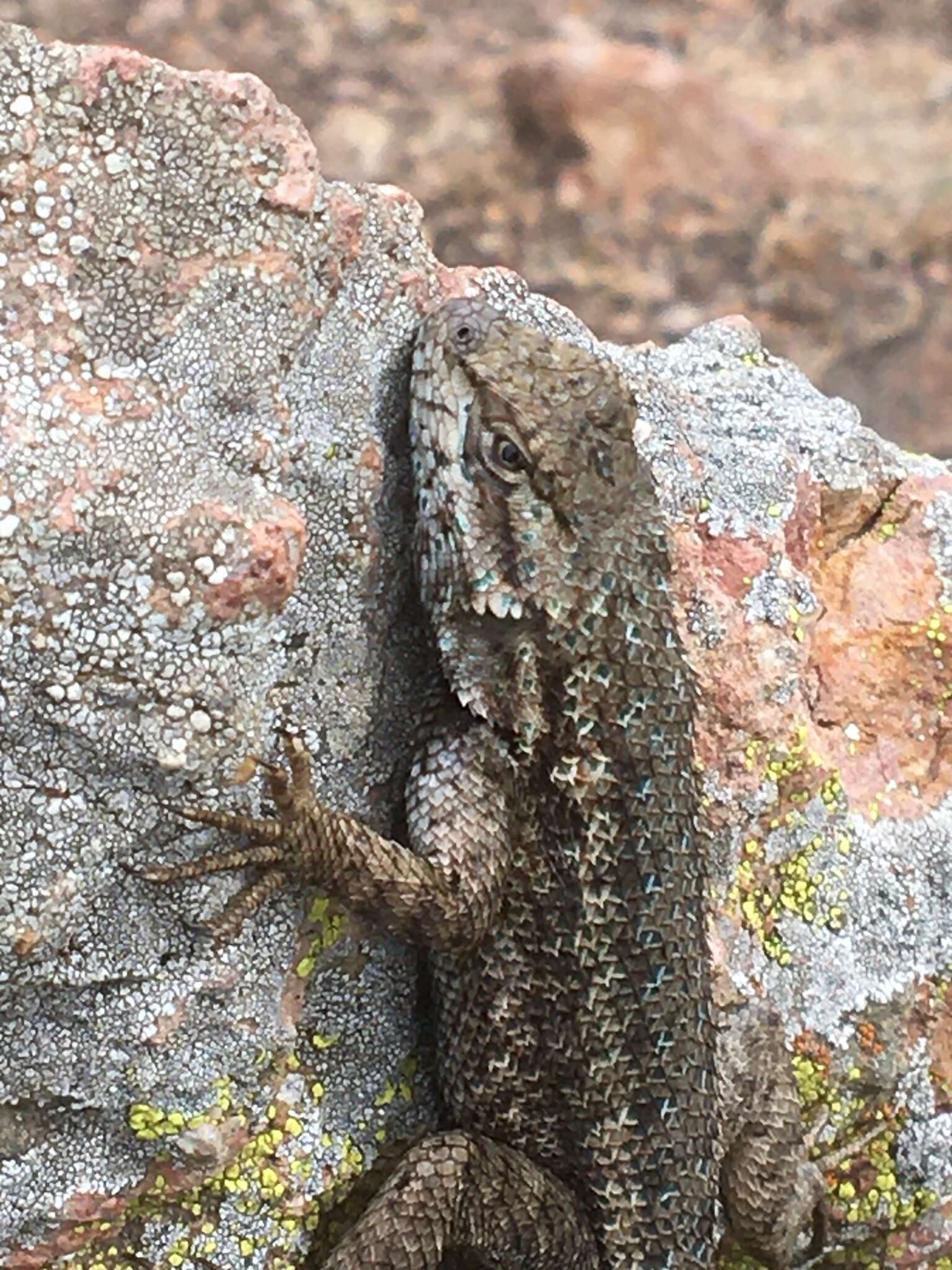 Image of Sceloporus becki Van Denburgh 1905