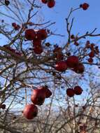 Imagem de Crataegus orientalis subsp. szovitsii (Pojark.) K. I. Christensen