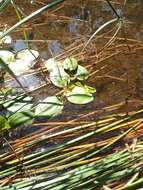 Image of Floating Pondweed