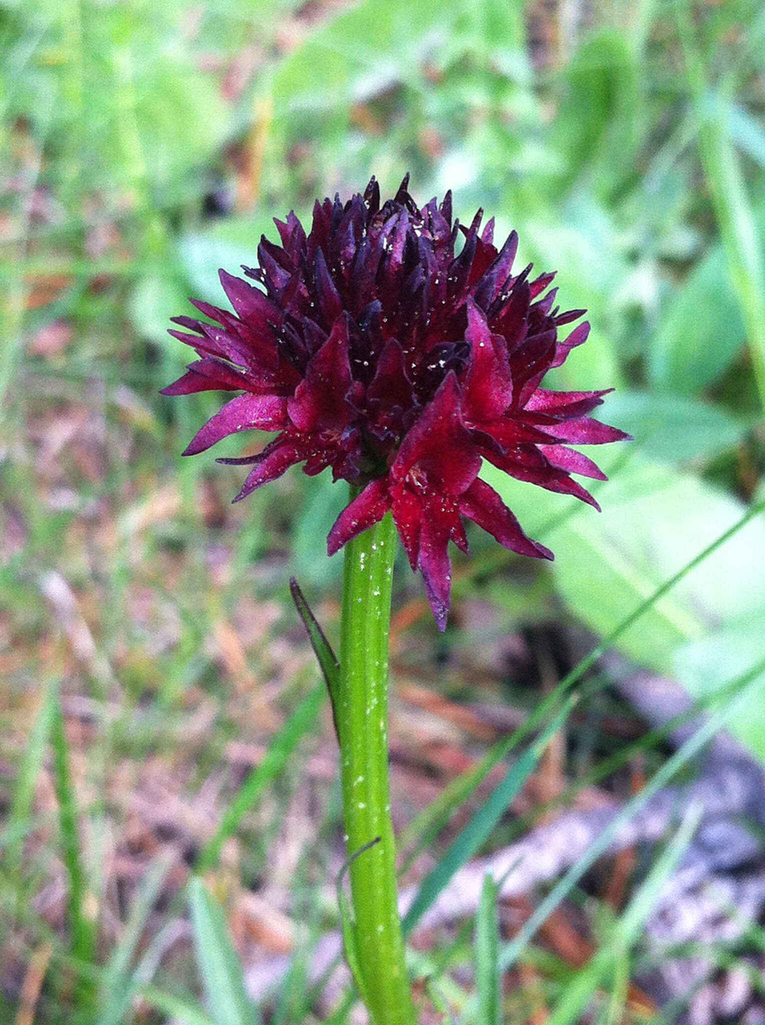 Gymnadenia austriaca var. gallica (E. Breiner & R. Breiner) P. Delforge resmi