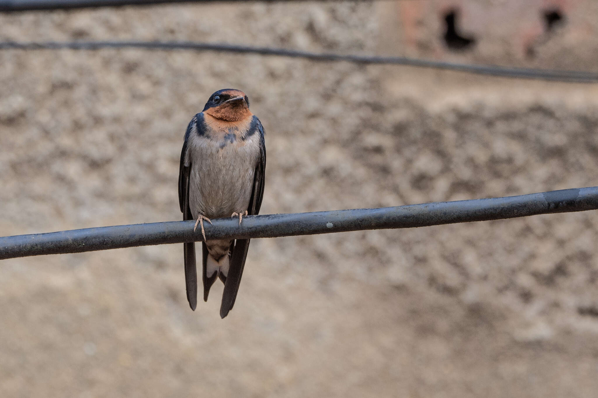 Image of Angola Swallow